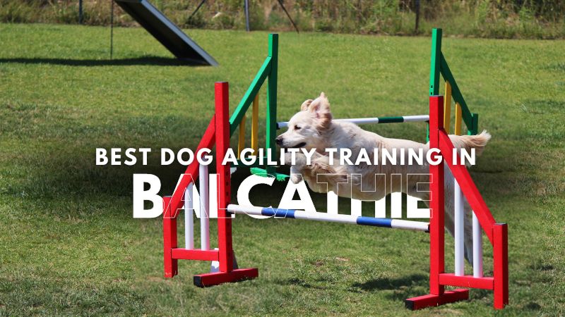 Best Dog Agility Training in Balcathie