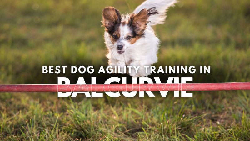 Best Dog Agility Training in Balcurvie