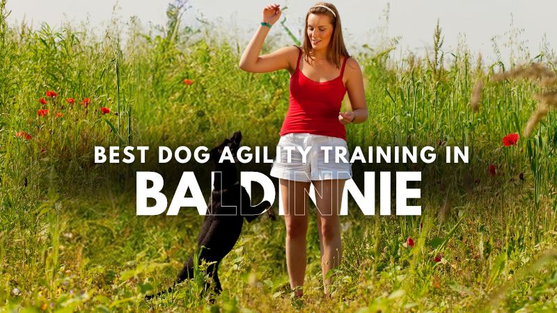 Best Dog Agility Training in Baldinnie