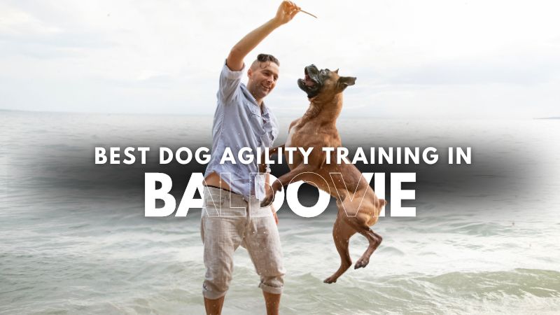 Best Dog Agility Training in Baldovie