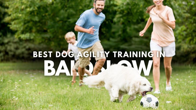 Best Dog Agility Training in Baldslow