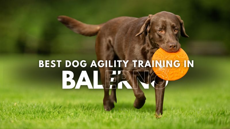 Best Dog Agility Training in Balerno