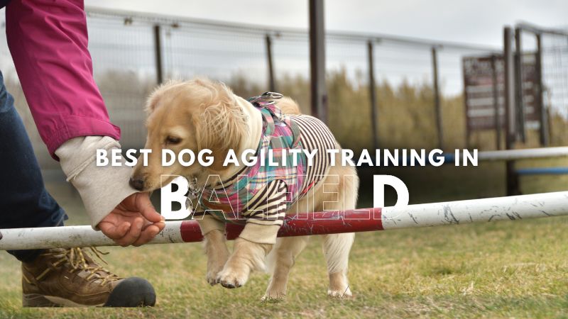 Best Dog Agility Training in Balfield