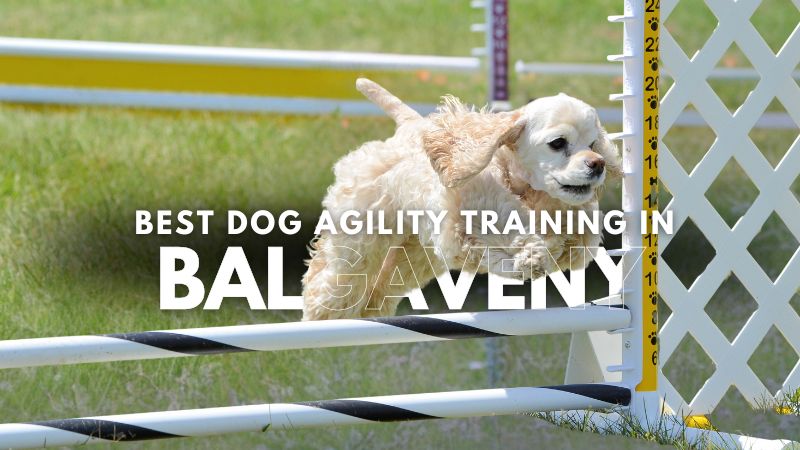 Best Dog Agility Training in Balgaveny