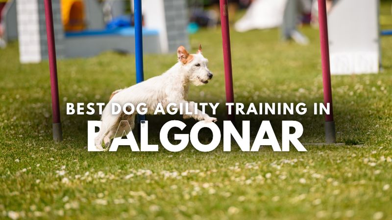 Best Dog Agility Training in Balgonar