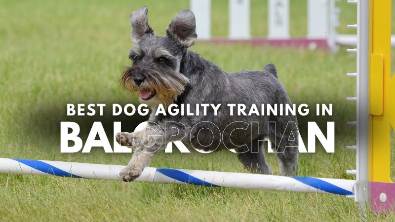 Best Dog Agility Training in Balgrochan