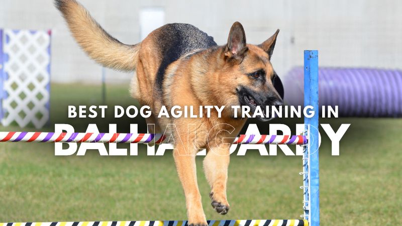 Best Dog Agility Training in Balhalgardy