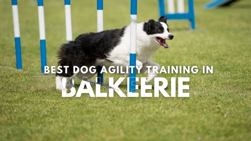 Best Dog Agility Training in Balkeerie