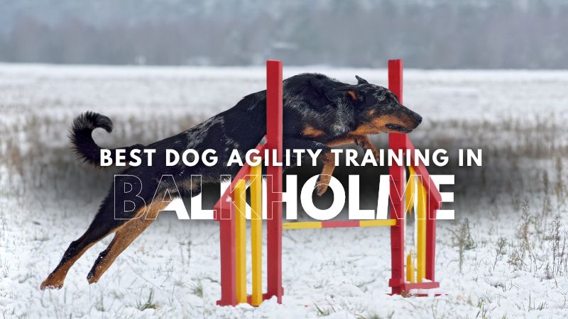 Best Dog Agility Training in Balkholme