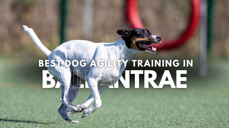 Best Dog Agility Training in Ballantrae