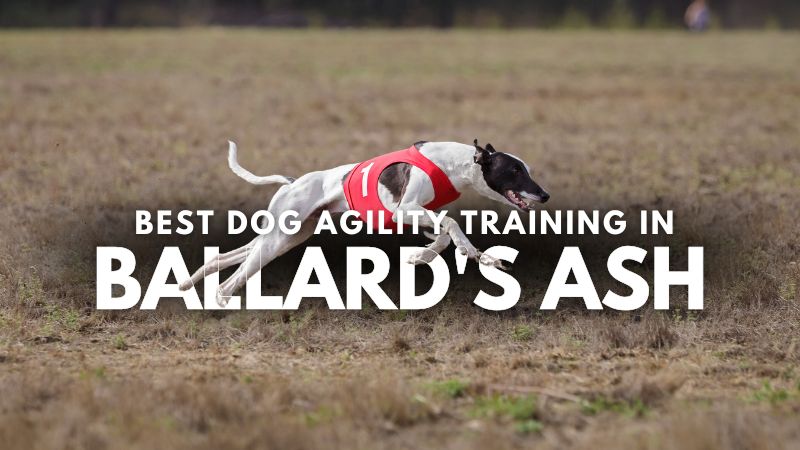 Best Dog Agility Training in Ballard's Ash