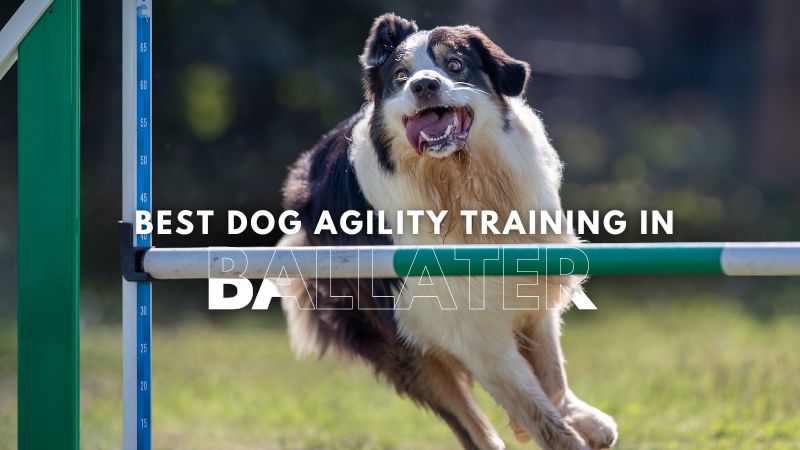 Best Dog Agility Training in Ballater