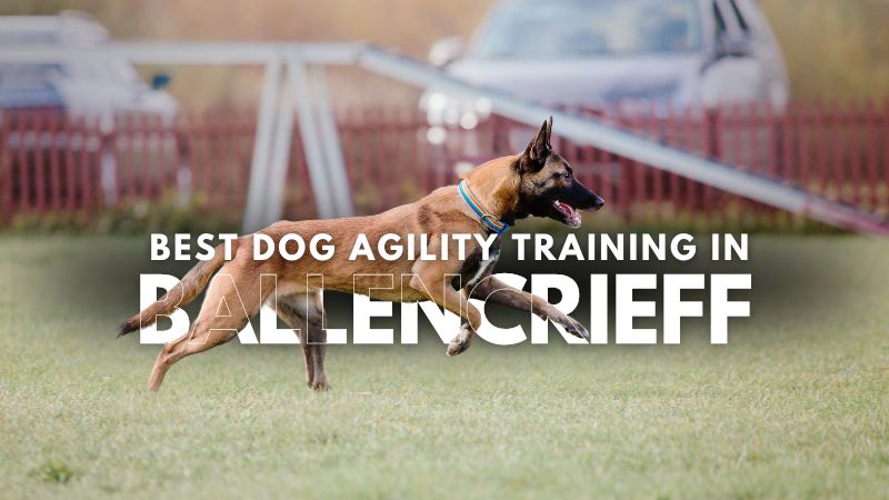 Best Dog Agility Training in Ballencrieff