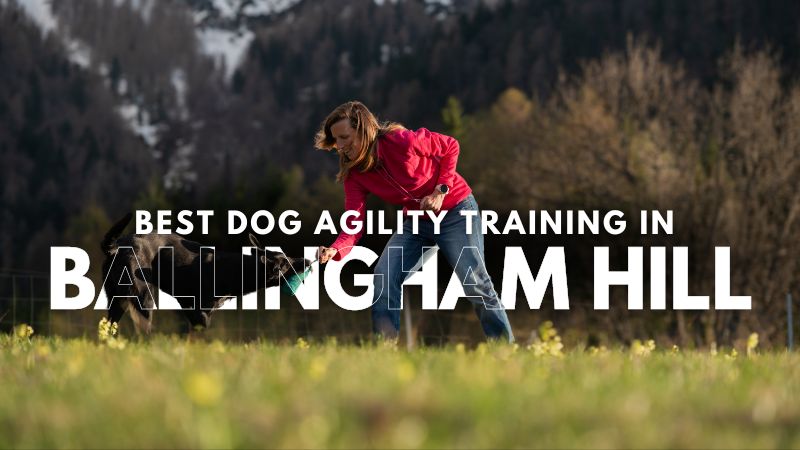 Best Dog Agility Training in Ballingham Hill