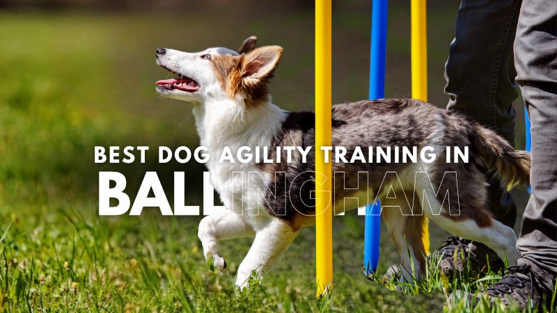 Best Dog Agility Training in Ballingham