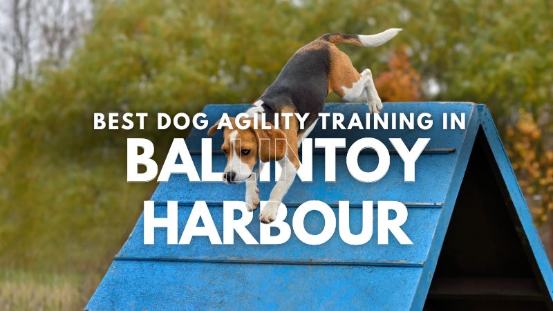 Best Dog Agility Training in Ballintoy Harbour