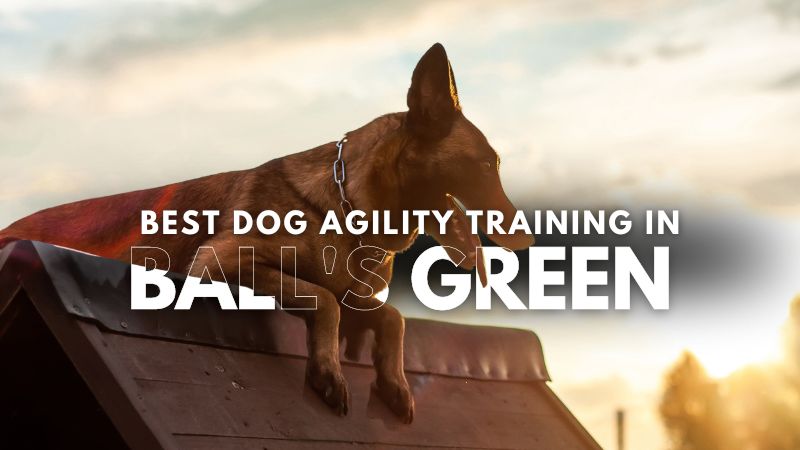 Best Dog Agility Training in Ball's Green