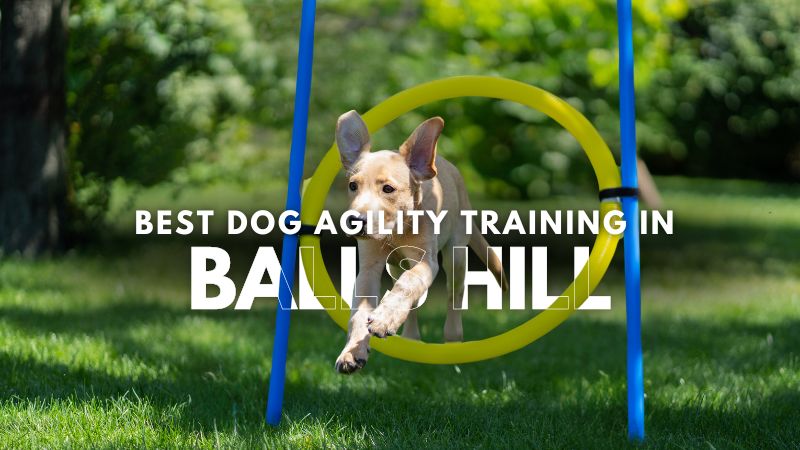 Best Dog Agility Training in Balls Hill