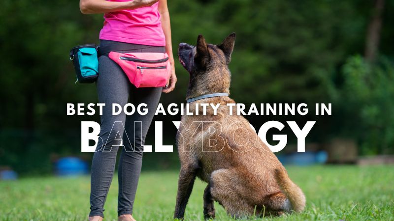 Best Dog Agility Training in Ballybogy