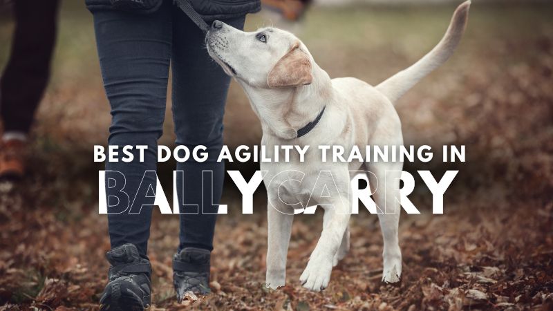 Best Dog Agility Training in Ballycarry