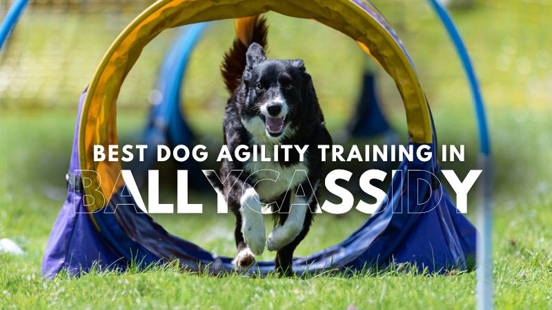 Best Dog Agility Training in Ballycassidy