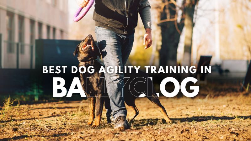 Best Dog Agility Training in Ballyclog