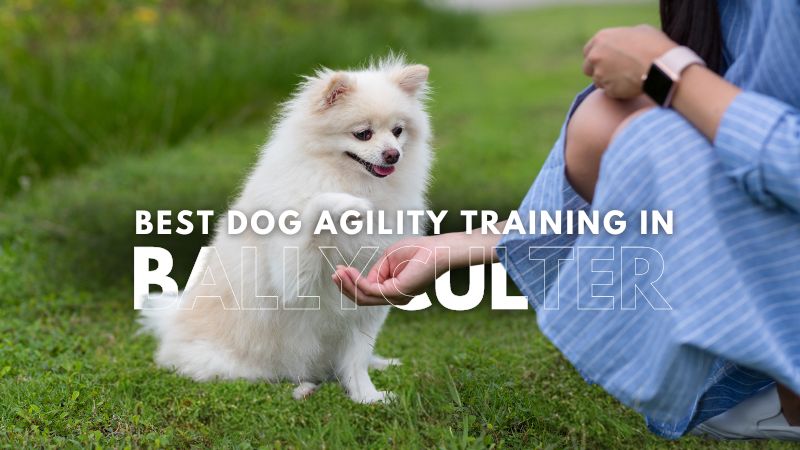 Best Dog Agility Training in Ballyculter