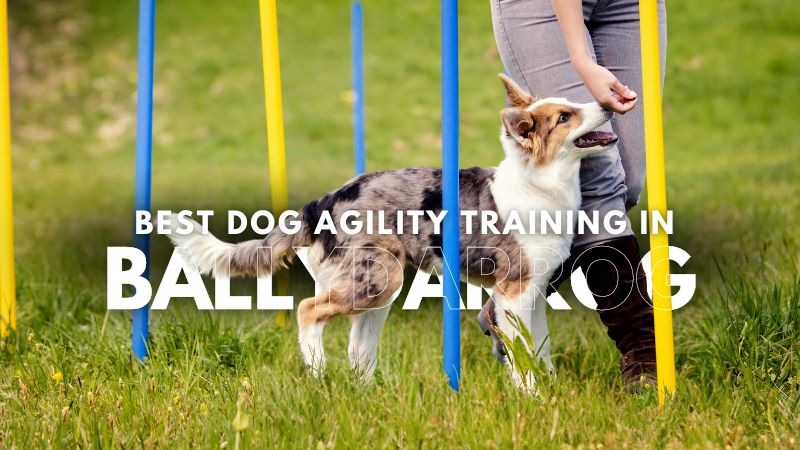 Best Dog Agility Training in Ballydarrog