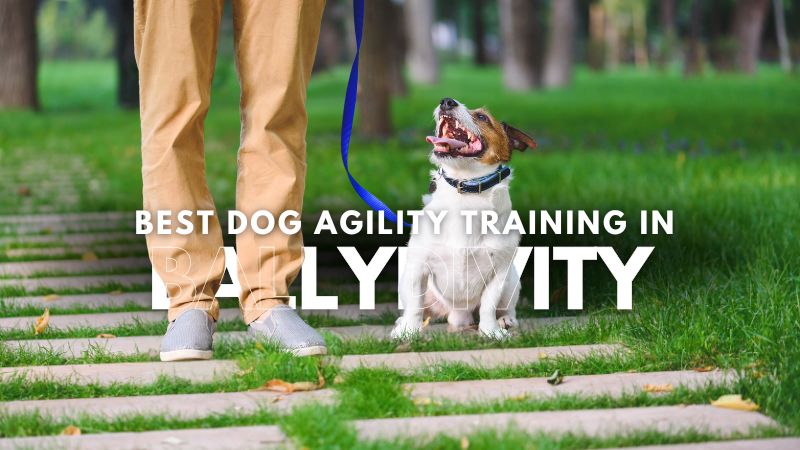 Best Dog Agility Training in Ballydivity