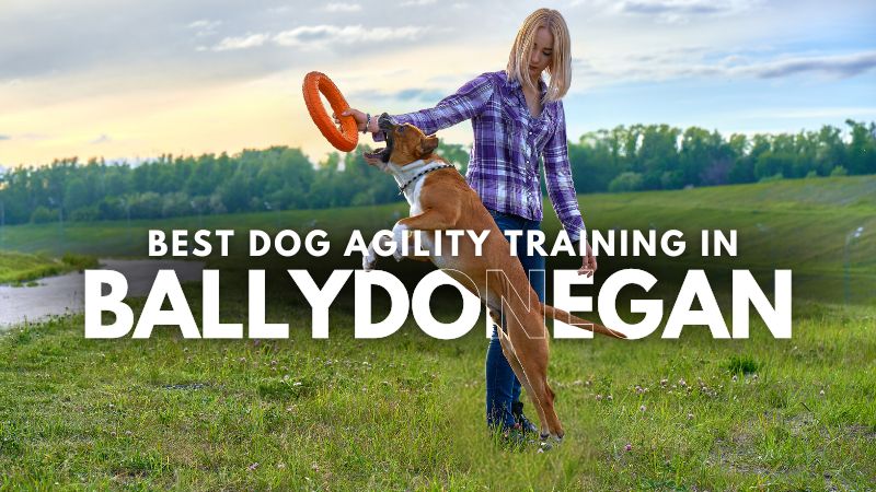 Best Dog Agility Training in Ballydonegan