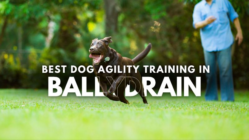 Best Dog Agility Training in Ballydrain