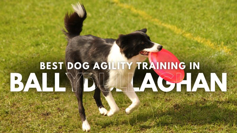 Best Dog Agility Training in Ballydullaghan