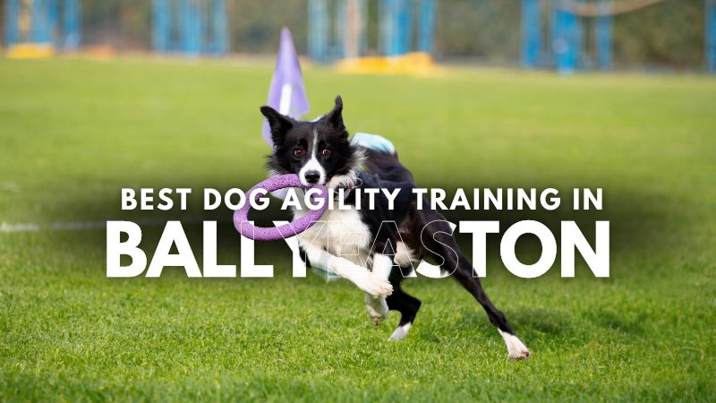 Best Dog Agility Training in Ballyeaston