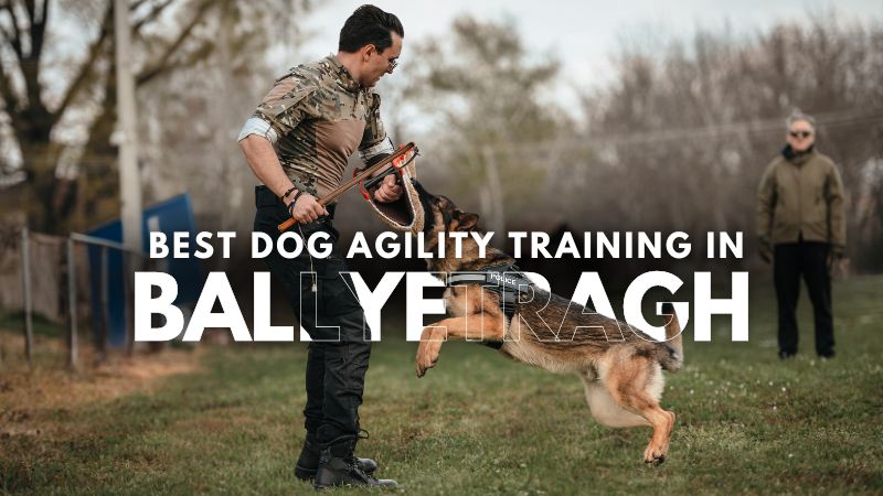 Best Dog Agility Training in Ballyetragh