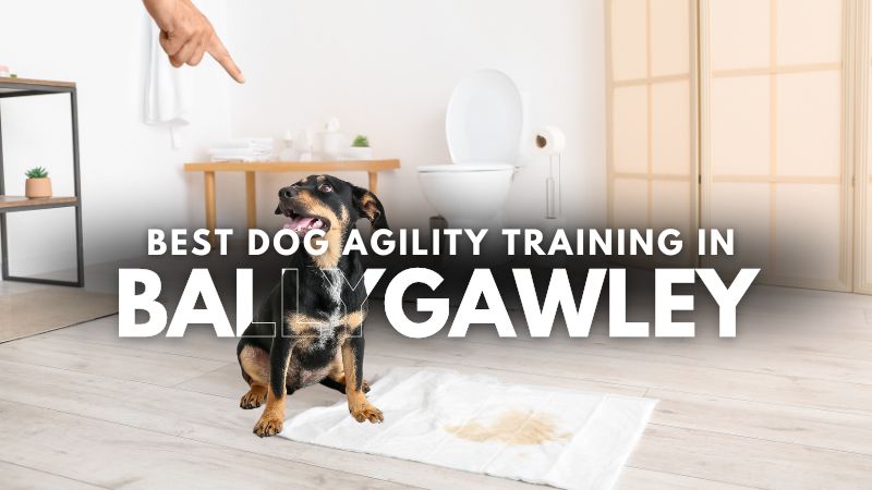 Best Dog Agility Training in Ballygawley