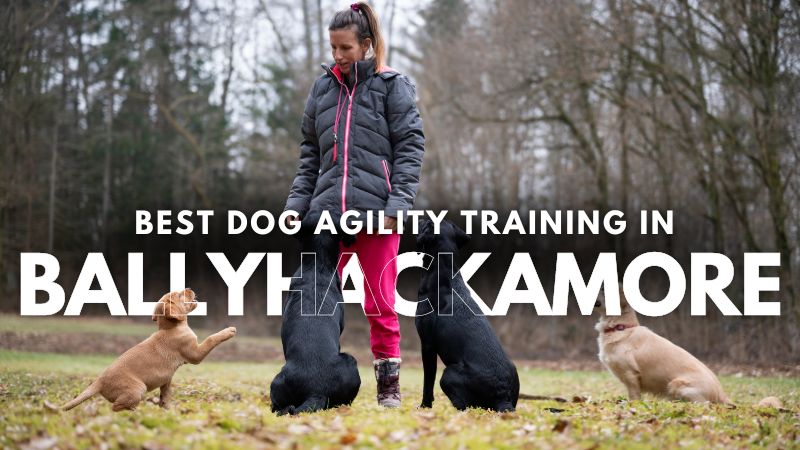Best Dog Agility Training in Ballyhackamore