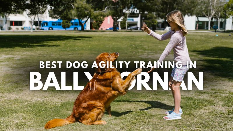 Best Dog Agility Training in Ballyhornan