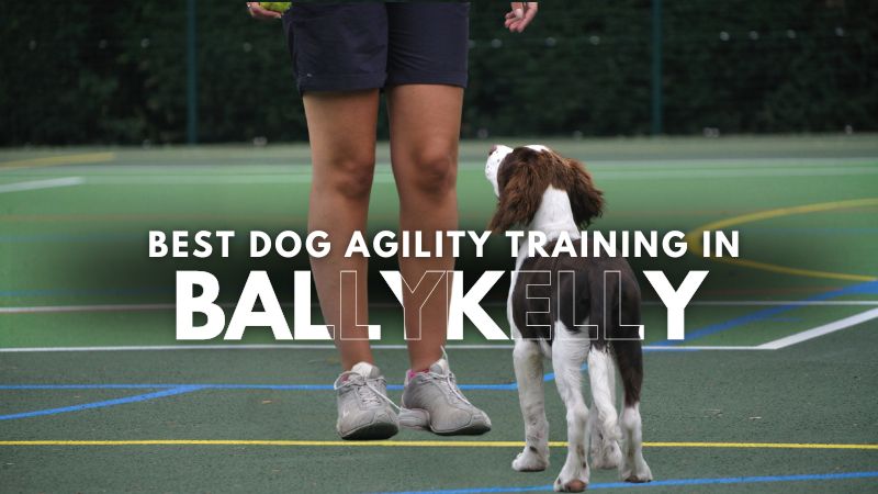 Best Dog Agility Training in Ballykelly