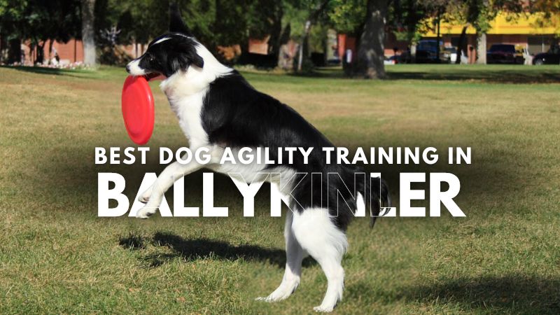 Best Dog Agility Training in Ballykinler