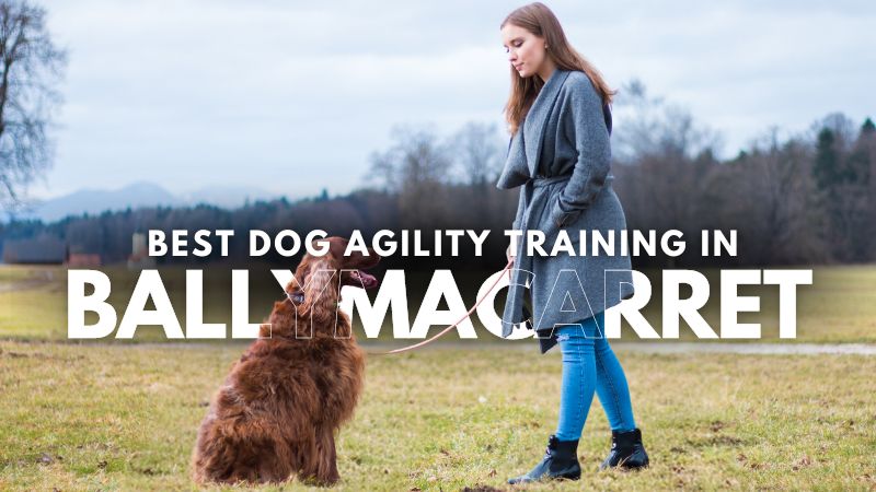 Best Dog Agility Training in Ballymacarret