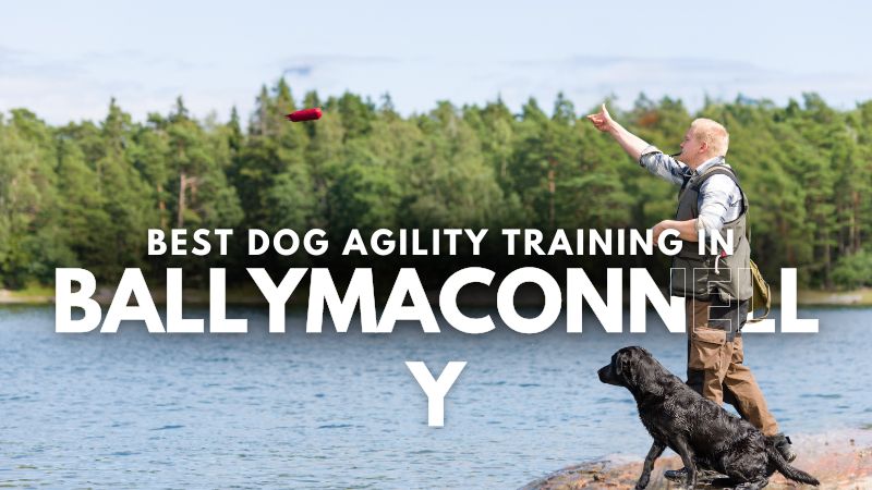 Best Dog Agility Training in Ballymaconnelly