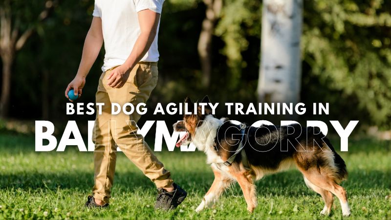 Best Dog Agility Training in Ballymagorry