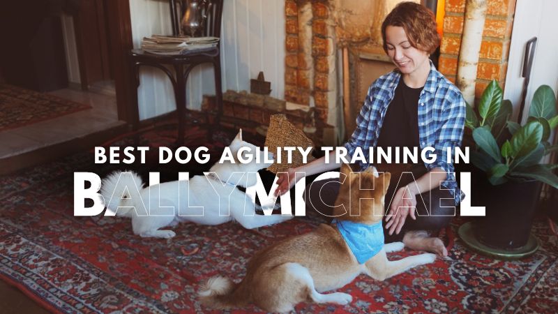 Best Dog Agility Training in Ballymichael