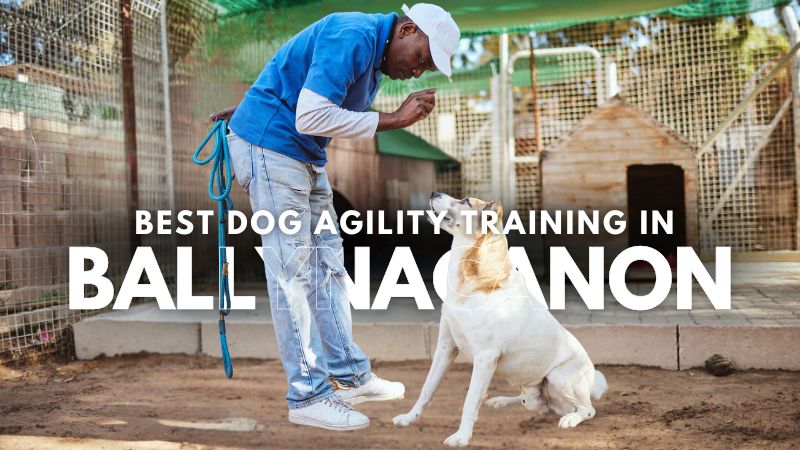 Best Dog Agility Training in Ballynacanon