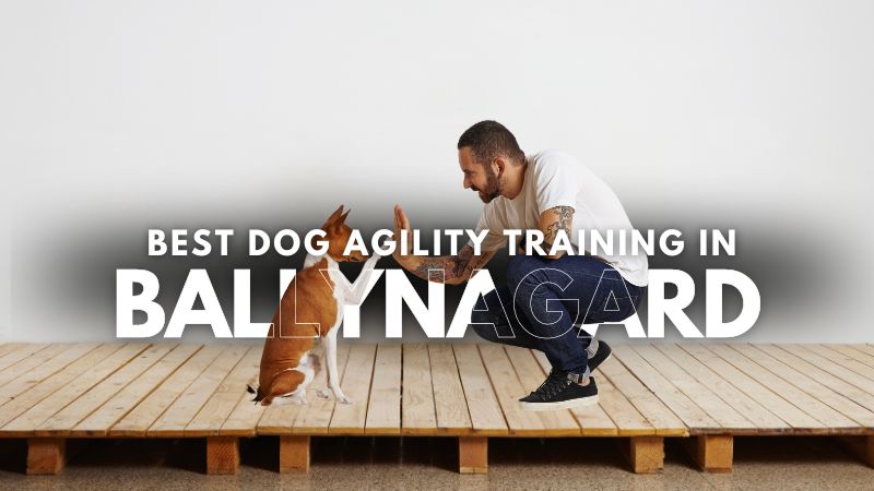 Best Dog Agility Training in Ballynagard