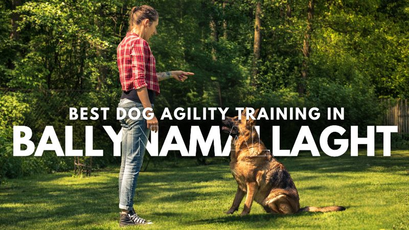 Best Dog Agility Training in Ballynamallaght