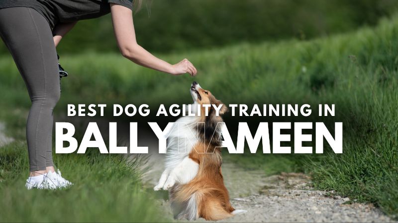 Best Dog Agility Training in Ballynameen