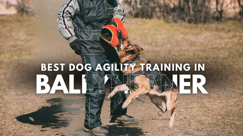 Best Dog Agility Training in Ballyneaner