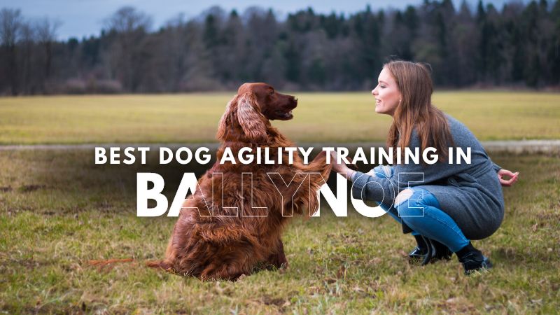 Best Dog Agility Training in Ballynoe