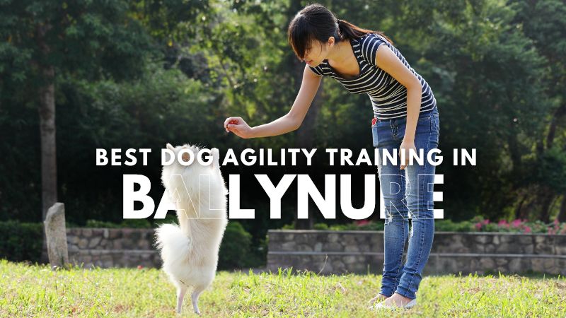 Best Dog Agility Training in Ballynure